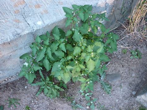 Pin en Botánica