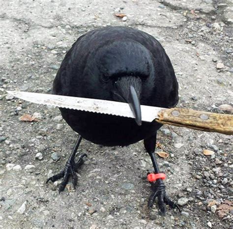 What is the meaning of 'caw'? Researchers aim to decipher the secret language of crows ...