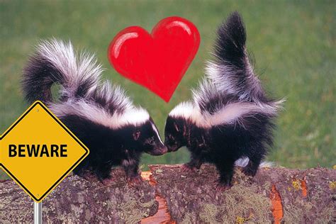 Beware! It's Skunk Mating Season In Minnesota!