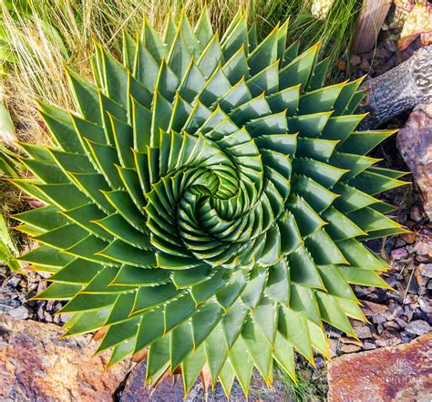 Spiraling in control...Aloe polyphylla (spiral aloe), from the same garden we just gushed over ...