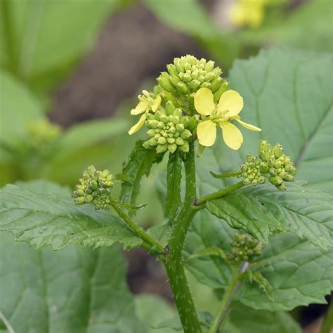 Seeds of Black Mustard - BRASSICA NIGRA - The Original Garden