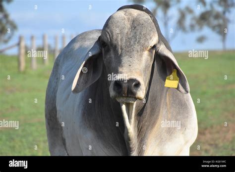 Brahman breed of cattle hi-res stock photography and images - Alamy