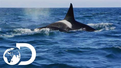 False Bay Orca Pod On The Hunt For Dolphins | Killer Whales: The Mega ...