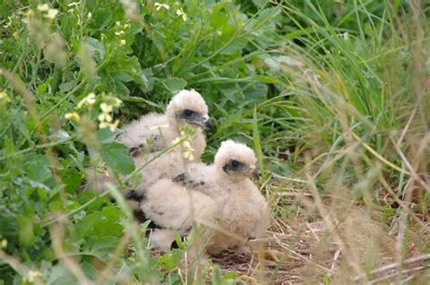 Nesting in the Harvest « Harrier in the Harvest | Swamp Harriers