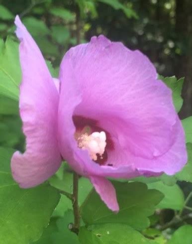 😝 Rose of sharon symbolism grapes of wrath. Symbolism and Allusions ...