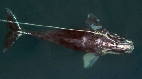 North Atlantic Right Whales, Dying from Painful Entanglements, Cannot Afford to Wait | The Pew ...