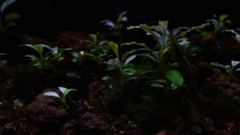 Easy Low Light Aquarium Plants Aqua-Buffs Should Know!