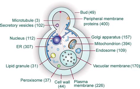 Yeast Cell Diagram