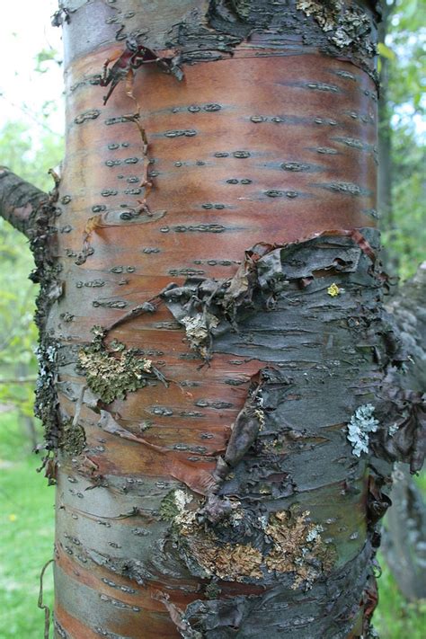 Prunus pensylvanica (Bird Cherry, Fire Cherry, Pin Cherry, Red Cherry) | North Carolina ...