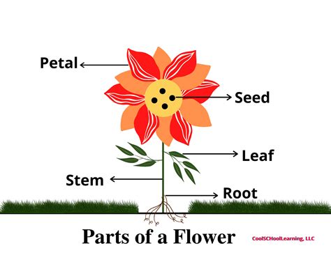 Parts of a Flower Printable, Kindergarten Classroom Decor, Preschool ...