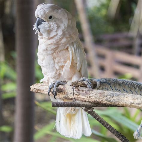 Moluccan Cockatoo — Full Profile, History, and Care