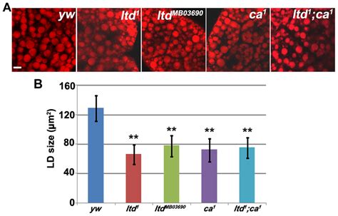 Lipid droplet size is reduced in Rab32/ltd and Rab32 GEF/ca ...