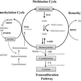 Overview of B12 metabolism. MMA: methylmalonic acid; MUT: methylmalonyl ...