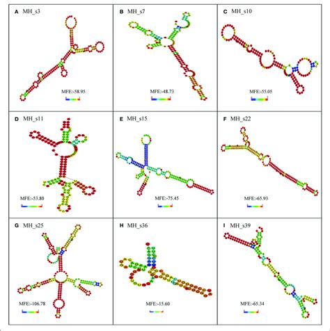 | The secondary structure prediction of nine small RNAs determined by... | Download Scientific ...