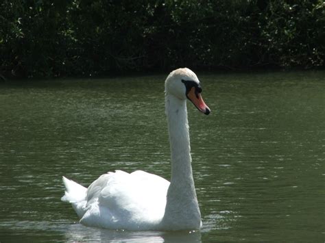 Appleton Wildlife Diary: Around Appleton - The River Thames