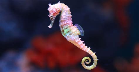 Do Seahorses Make Good Pets?