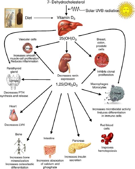 1: The Mechanism of Action of Vitamin D. | Download Scientific Diagram