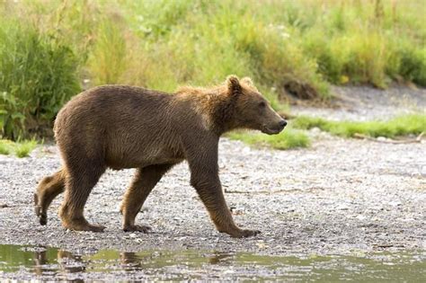 Free picture: brown bear, cub, natural habitat