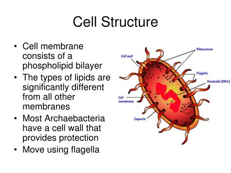 PPT - Domain Archaea PowerPoint Presentation, free download - ID:2945696