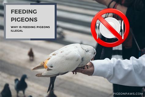 Feeding Pigeons: Why Is Feeding Pigeons Illegal?