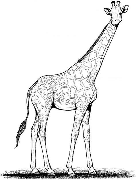 Free Printable Giraffe Coloring Pages For Kids | Afrika tiere ...