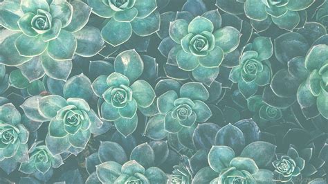 Succulents Wallpapers - Wallpaper Cave