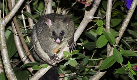 The native animals you'll find in an Aussie backyard - Australian Geographic