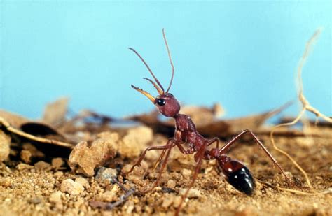 Bulldog Ant l Tenaciously Aggressive - Our Breathing Planet