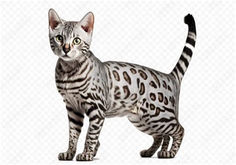 Silver Bengal Cat: Facts, Origin & History (with Images) - Shabbirahmadawan - Medium