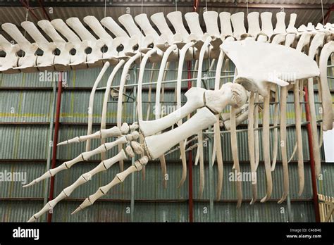 Blue whale skeleton at Whale World museum. Frenchman Bay, Albany, Western Australia, Australia ...