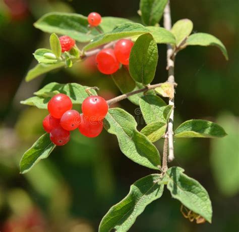 Winter Honeysuckle Berries stock photo. Image of honeysuckle - 152061522