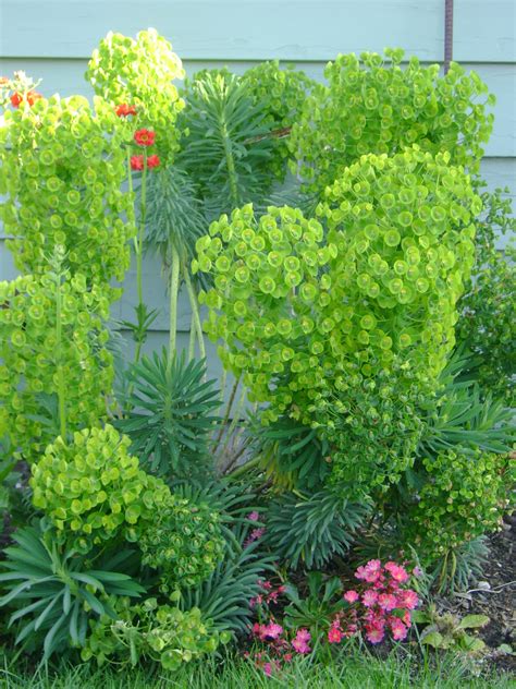 Evergreen Plants Dog Friendly - Garden Plant