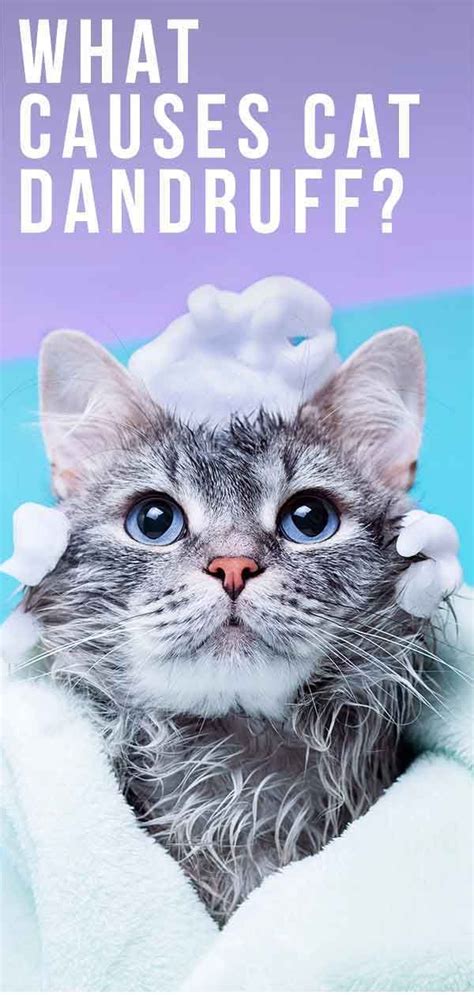 What Causes Cat Dandruff – And Best Ways To Treat It | Cat dandruff, Cat dander, Cats