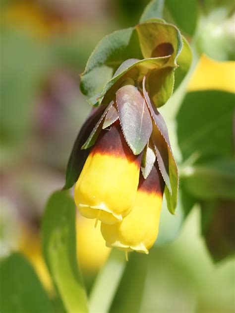 Cerinthe - Wikipedia