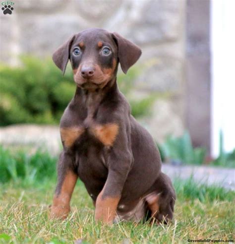 Doberman Pinscher Puppies For Sale | Greenfield Puppies