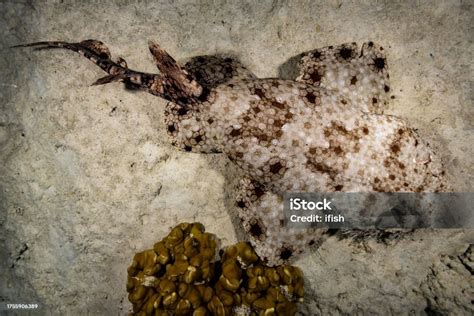 Tasselled Wobbegong Eucrossorhinus Dasypogon Triton Bay West Papua ...