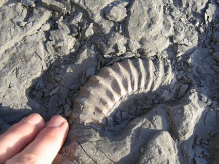 Charmouth (Dorset) | Fossils, Fossil hunting, Dorset