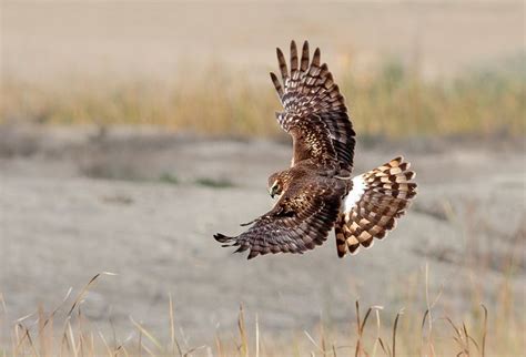 Northern Harrier Hawk | Harrier, African grey parrot, Hawk