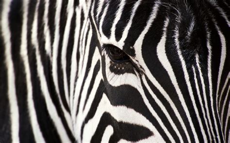 Zebra Close-Up wallpaper | 2560x1600 | #14648