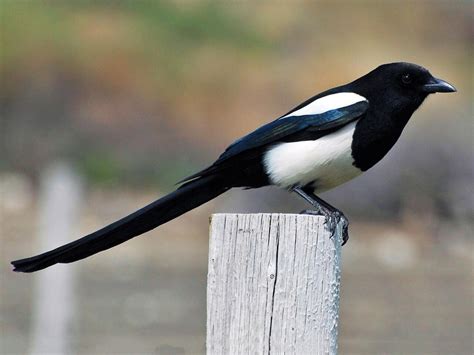 Black-billed Magpie | Celebrate Urban Birds