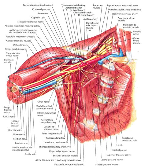 Axilla: Anterior View | Shoulder anatomy, Arteries, Muscle anatomy