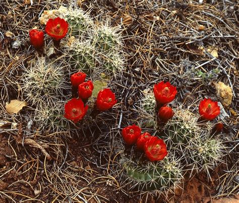 Mojave Desert cactus flowers | Cactus flowers, Cacti and succulents, Cactus and succulents