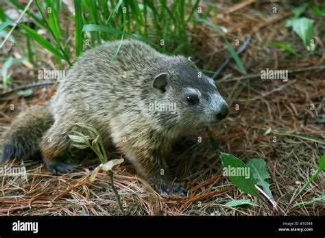 Baby Groundhog or Woodchuck Marmota monax Eastern North America Stock Photo - Alamy