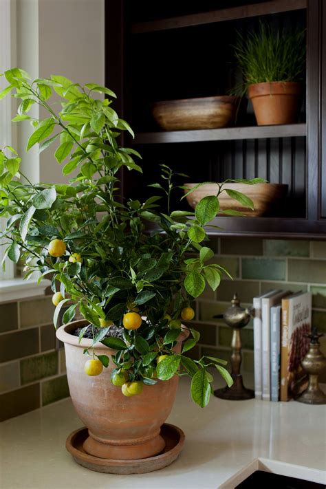 The Plant That’ll Make it Feel Like Summer in Your Home All Year Long | Indoor lemon tree ...