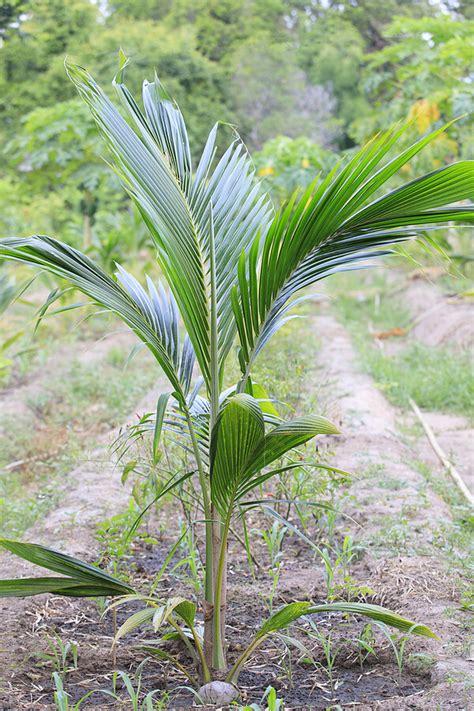 Young Coconut Tree, plant, Coconut Sprout Free shipping