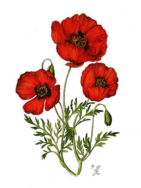 Poppy Flower Drawing at GetDrawings | Free download