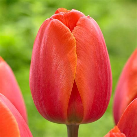 Longfield Gardens Tulip Ad Rem Bulbs (25-Pack)-11802265 - The Home Depot