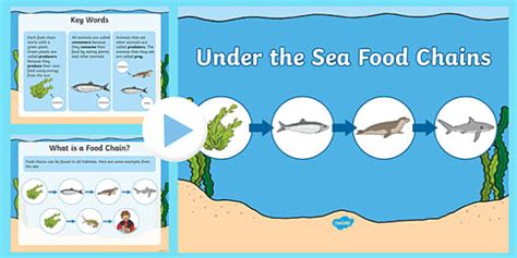 Under the Sea Food Chains PowerPoint - Science Resource