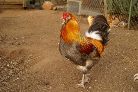 12+ Wheaten & Blue Wheaten Purebred Ameraucana Fertile Hatching Eggs ...