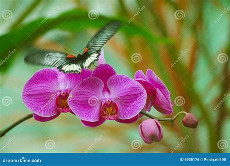 Butterfly on Orchid stock photo. Image of bloom, insect - 6935176